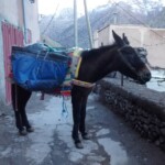 Berber Village Excursion